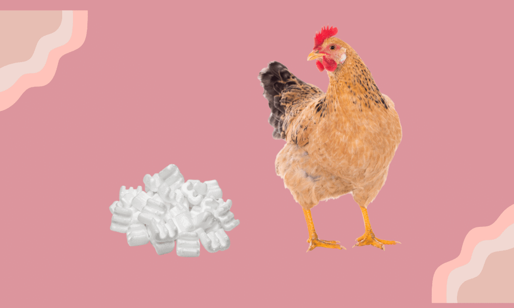 My Chickens Ate Styrofoam (Will They Be OK?)