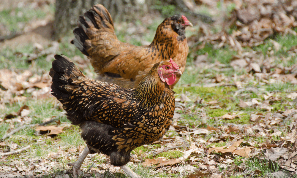 Ameraucana Hen Vs. Rooster: How To Tell The Difference (With Pictures)