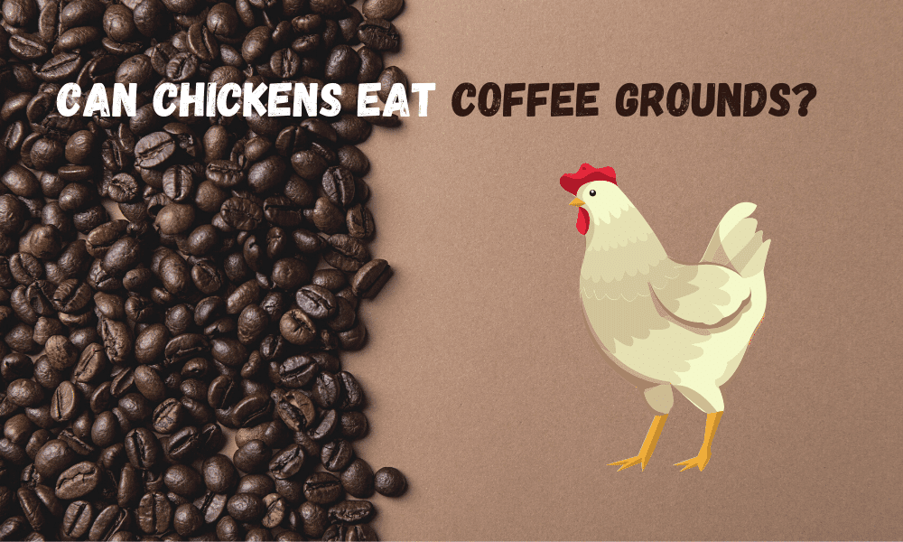 Can chickens eat coffee grounds