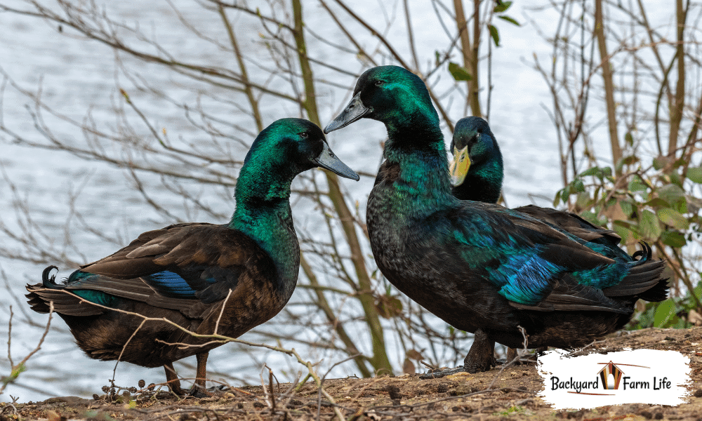 Cayuga Ducks Male Or Female? All Differences Explained