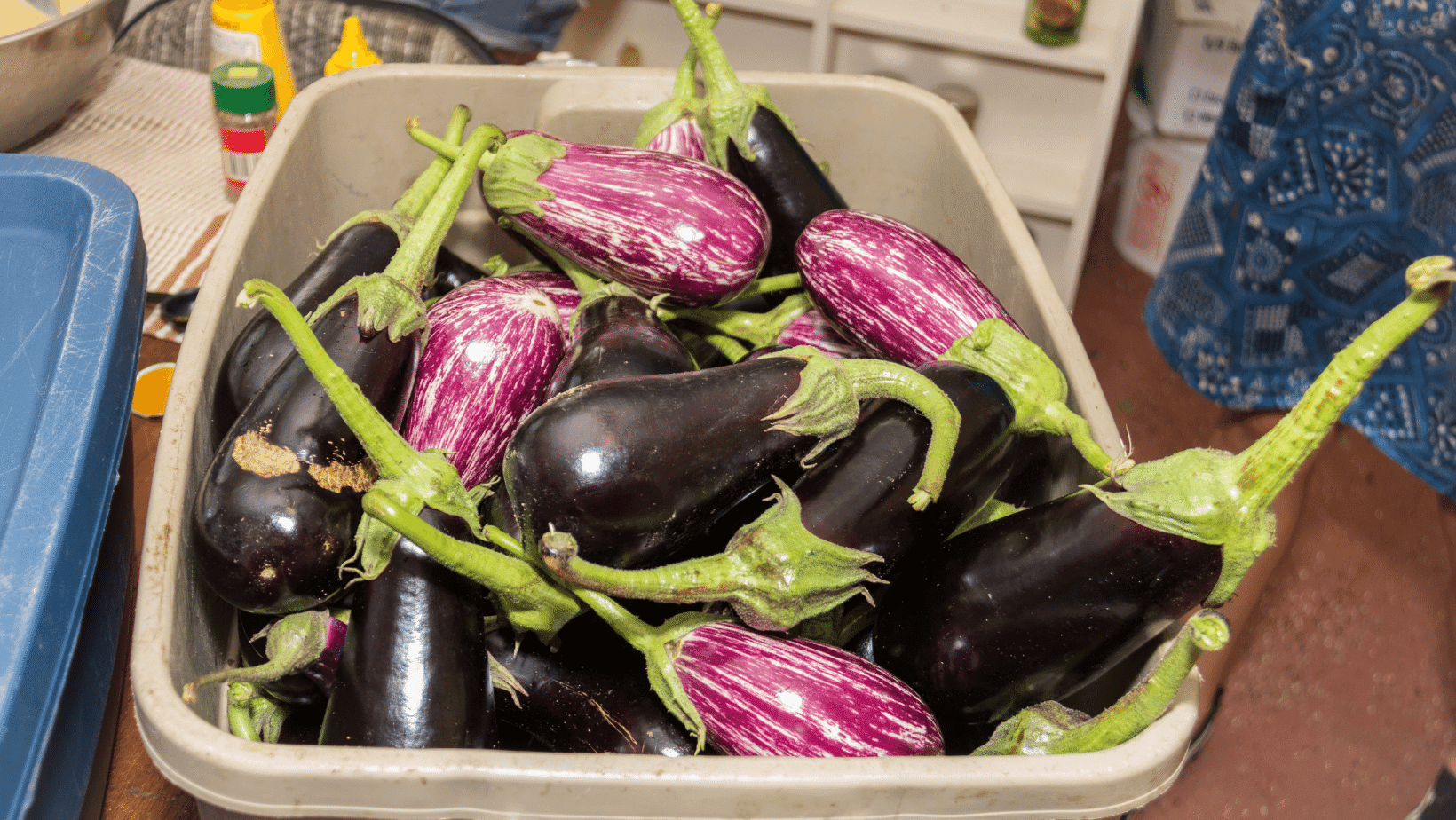 Can Chickens Eat RAW Eggplant
