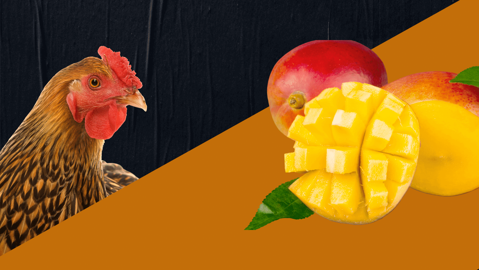 Can Chickens Eat Mango? (Skin, Flesh, & Leaves)
