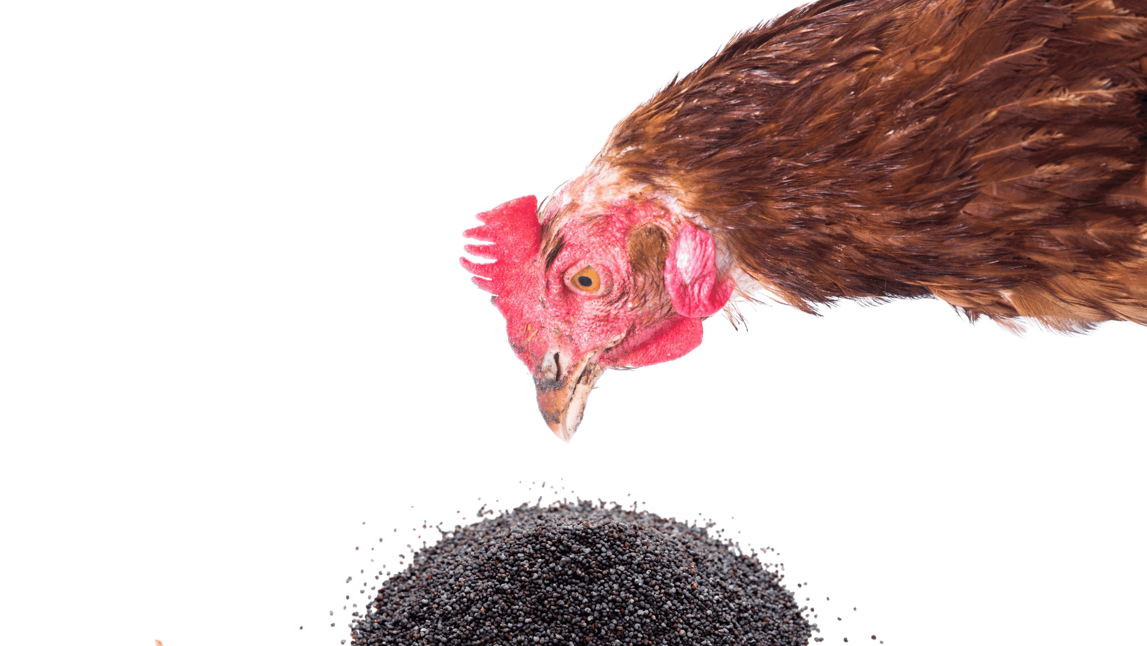 Chicken Eating Poppy Seed