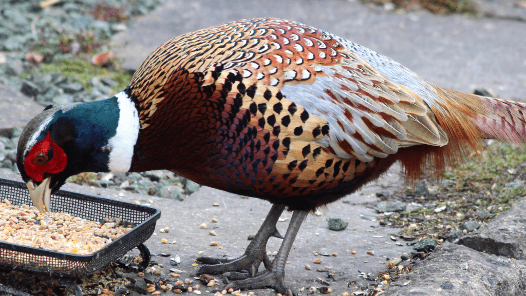 Game Bird Pheasant Eating