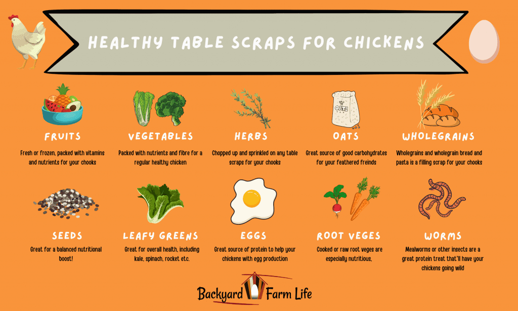 chicken-food-safe-scraps-backyard-farm-life