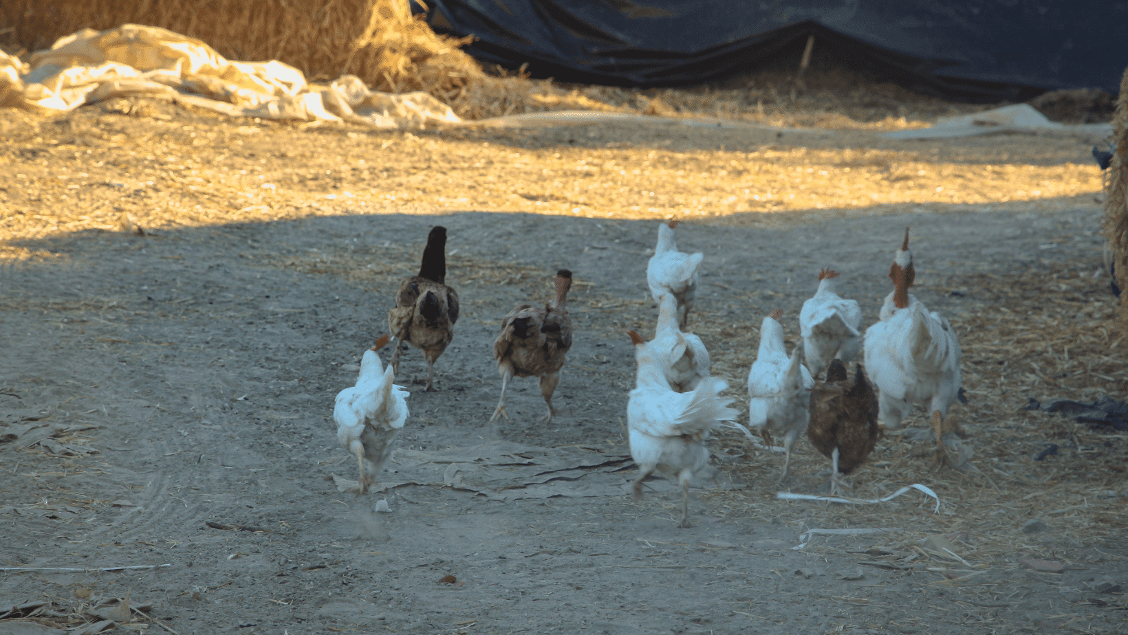 Scared Chickens Running
