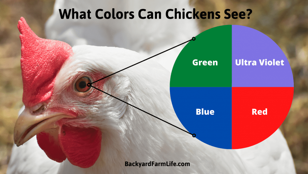 What Colors Can Chickens See