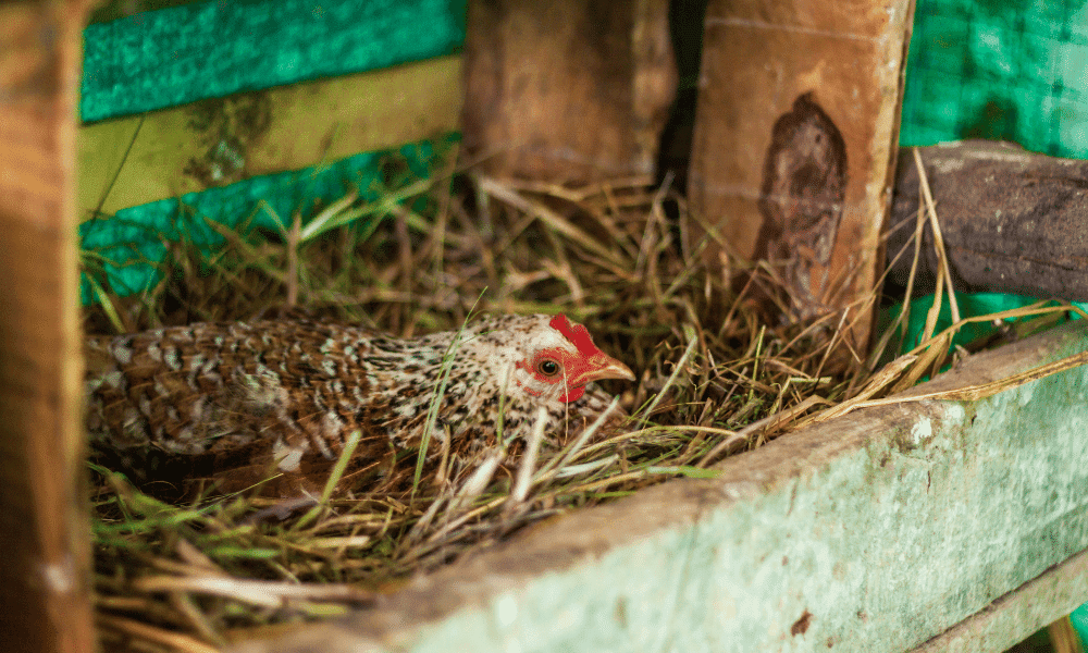Are Pine Needles Bad For Chickens
