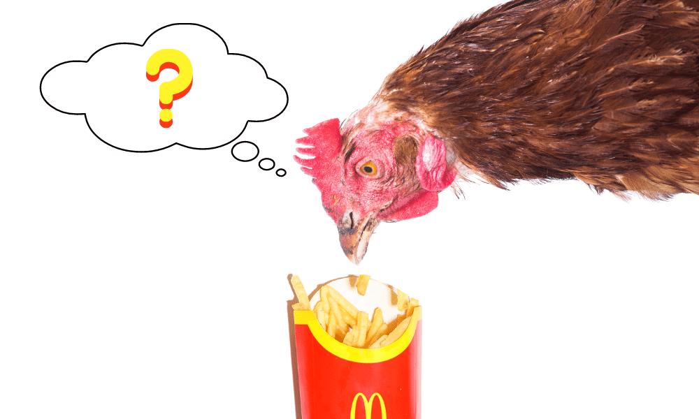 Can Chickens Eat McDonalds