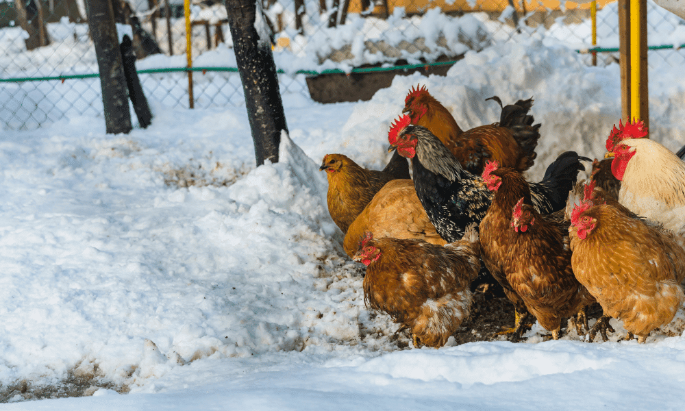 Chickens Cold In WInter
