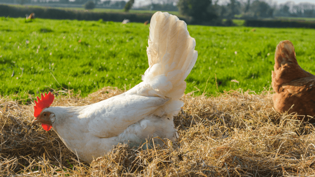 Chickens-Eating-Hay-Free-Ranging