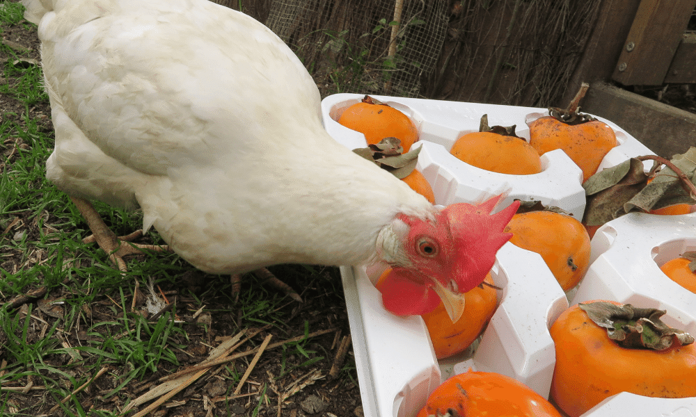 Can Chickens Eat Persimmons? What You Need To Know