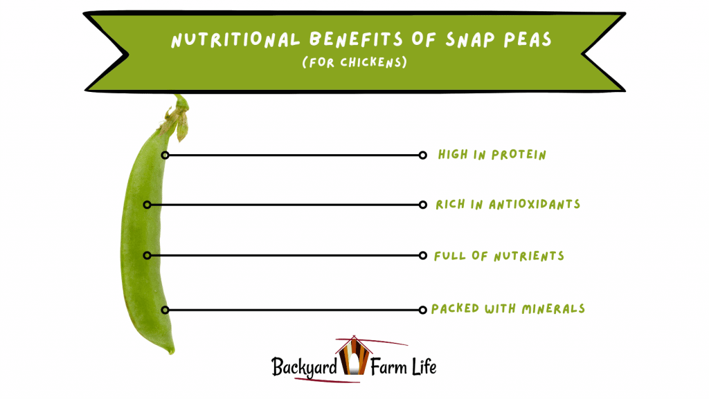 Nutritional Benefits Of Snaps Peas