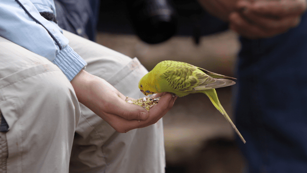 Parakeet Feeding