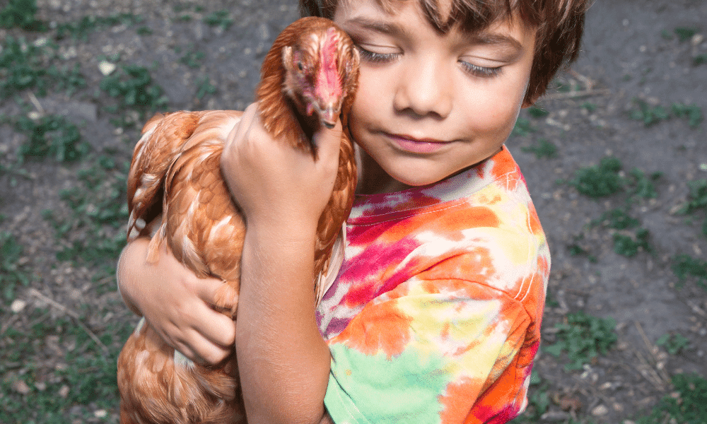 Petting Chickens