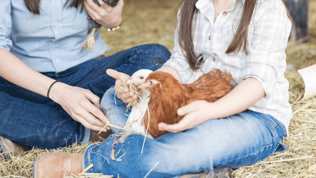 Spending Time With Your Chickens