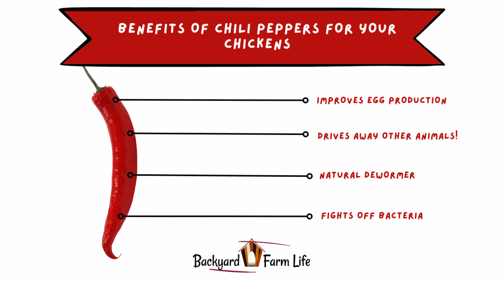 Can Chickens Eat Chili Peppers? (Plus All The Amazing Benefits)