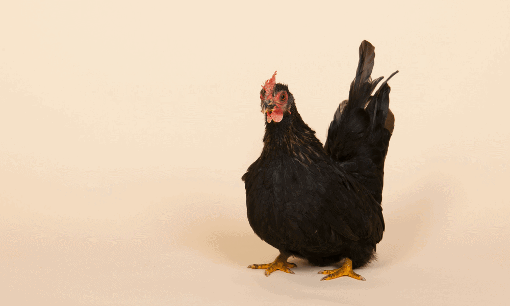 Sad Chicken