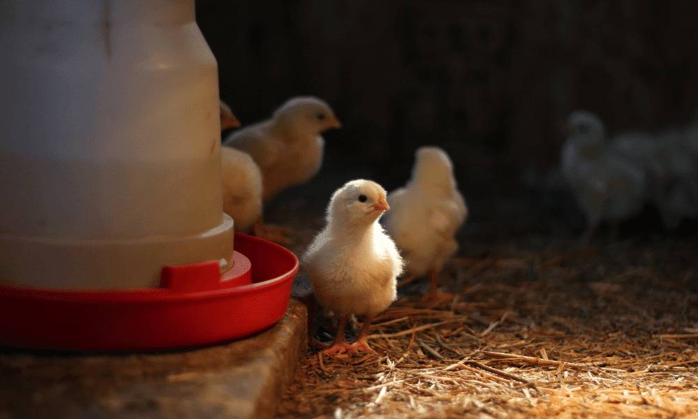 Can Baby Chicks Eat Carrots Chicks Feeding Guide