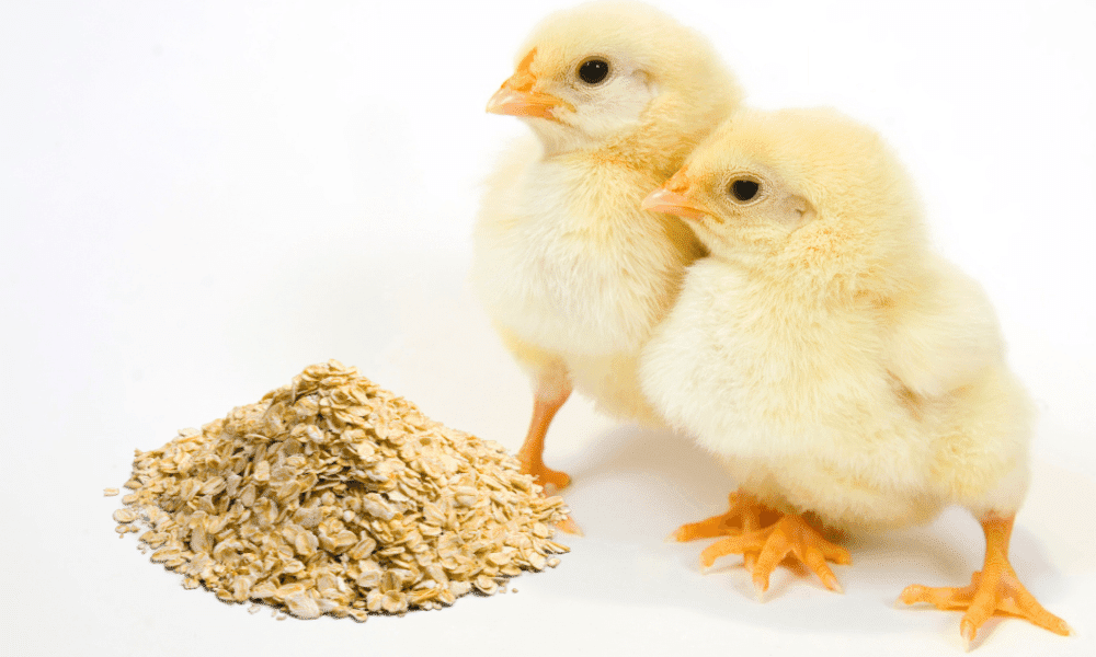 Chicken Food Safe Scraps Backyard Farm Life chicken-food-safe-scraps-backyard-farm-life