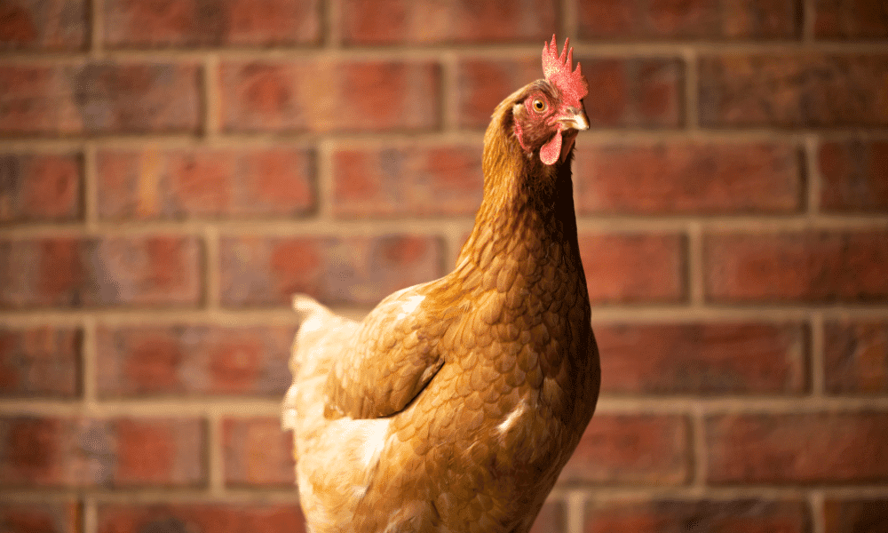 Куры иза браун. Иза Браун. Иза Браун курица. Иза Браун фото. Pictures of Isa Brown Chickens.