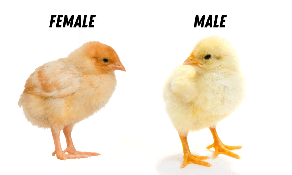 ISA Brown Hen Vs. Rooster How To Spot The Difference