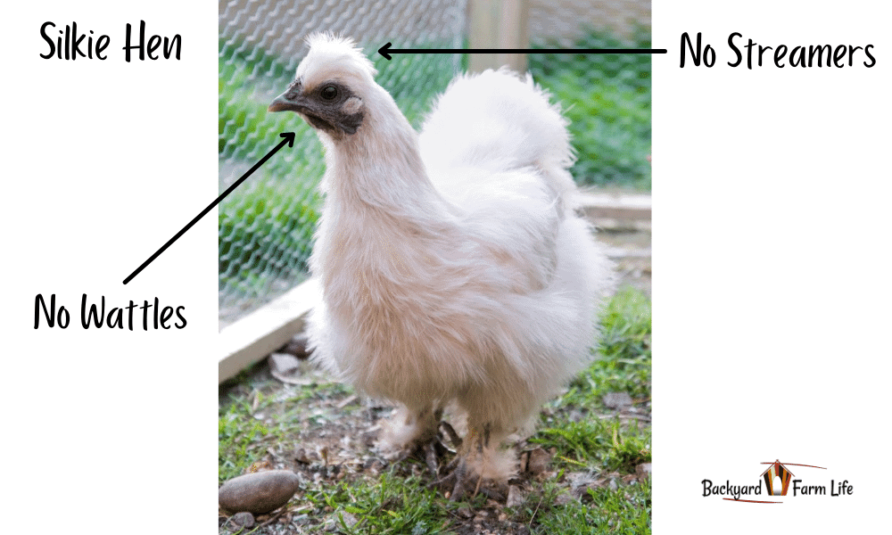 Silkie Hen Vs. Rooster: How To Tell The Difference (With Pictures!)