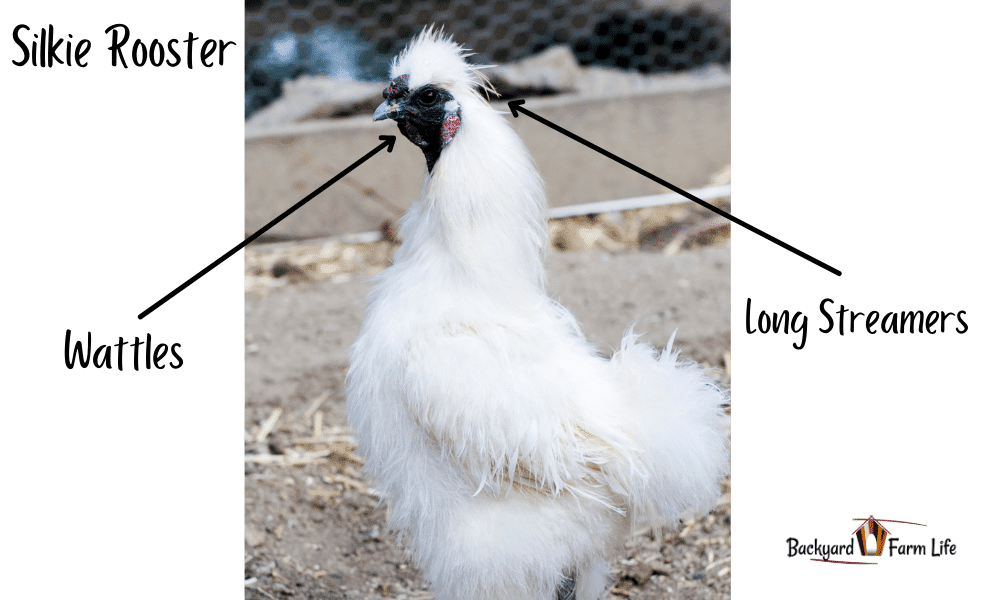 Silkie Hen Vs Rooster How To Tell The Difference With Pictures