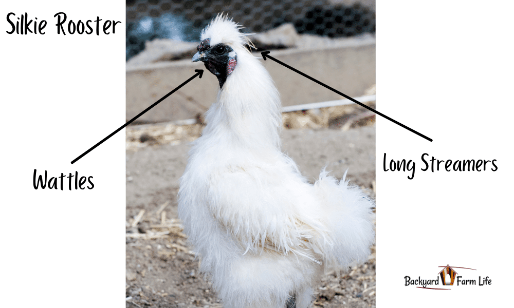 male silkie chicken