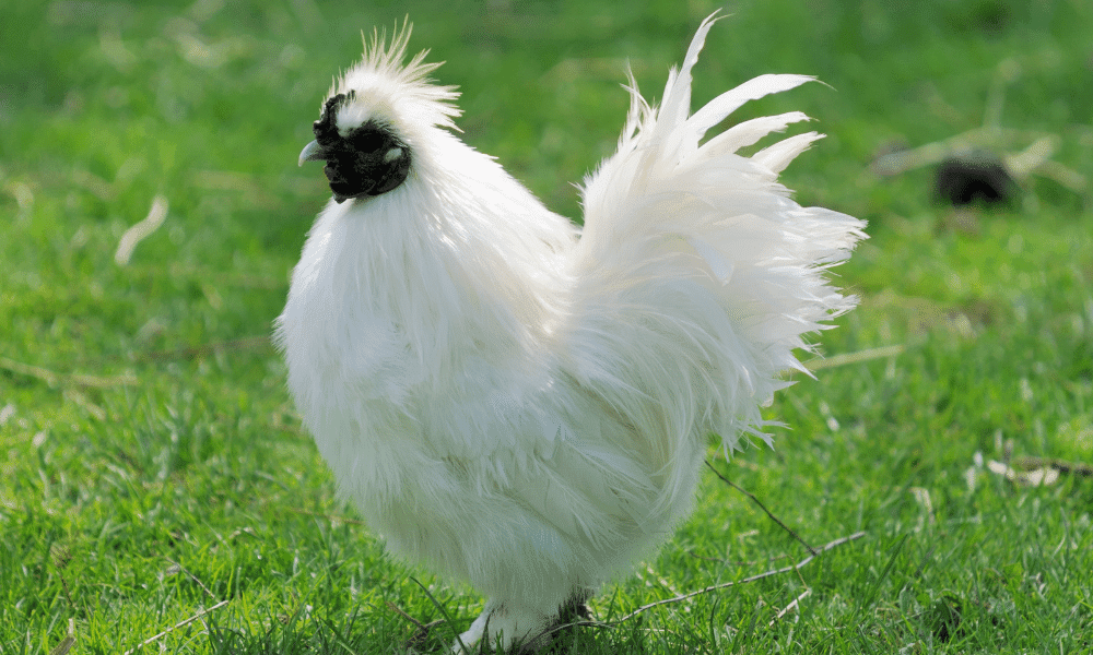 Rooster Tail Feathers