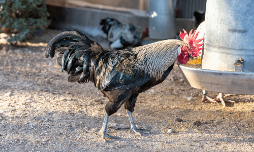 Can Roosters Eat Layer Feed? (Roosters Feeding Guide)