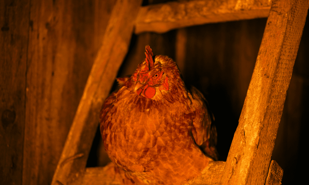 Chickens Sleeping Habits: What Time Do Chickens Go to Bed?