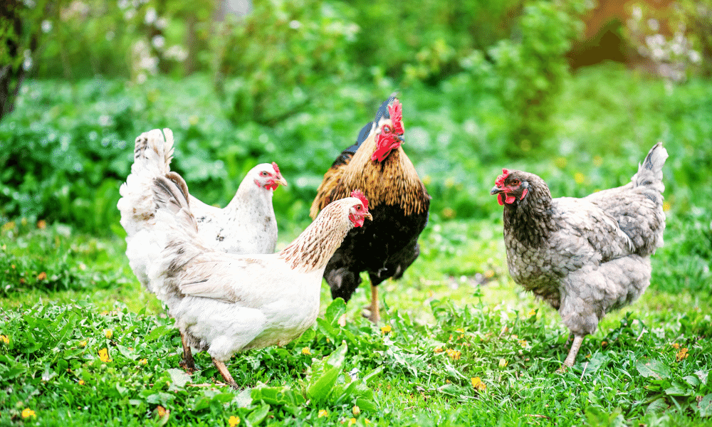 Are Chickens Cold-Blooded Or Warm-Blooded (& What It Means)