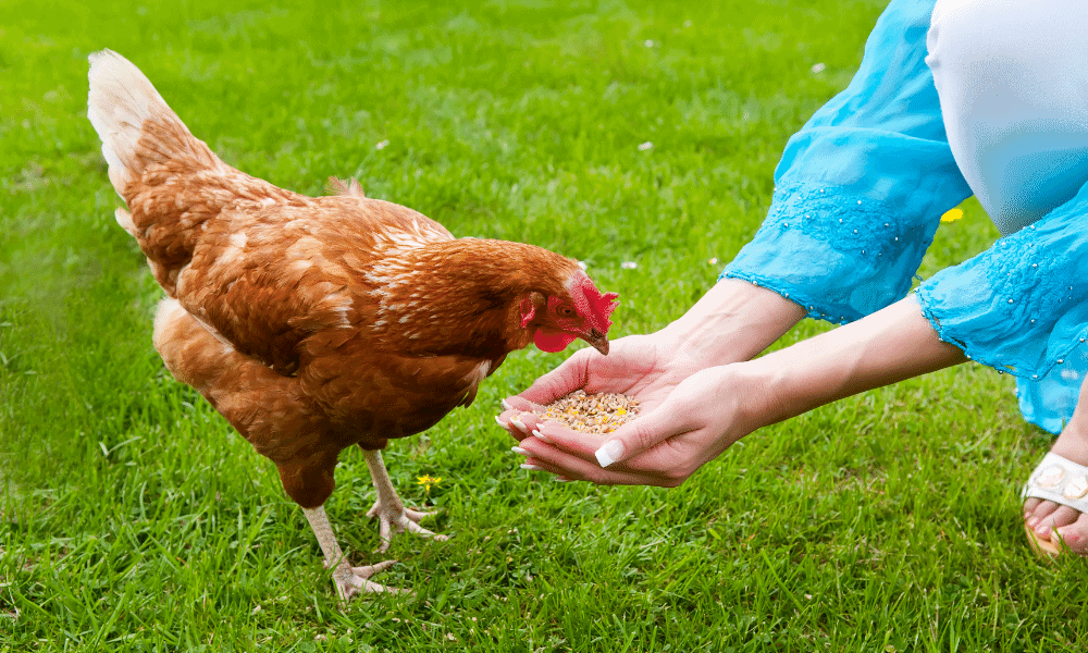 Why Do Chickens Always Seem Hungry Backyard Farm Life 