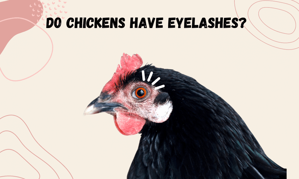 Do Chickens Have Eyelashes? (A Closer Look At Chicken Eyes)