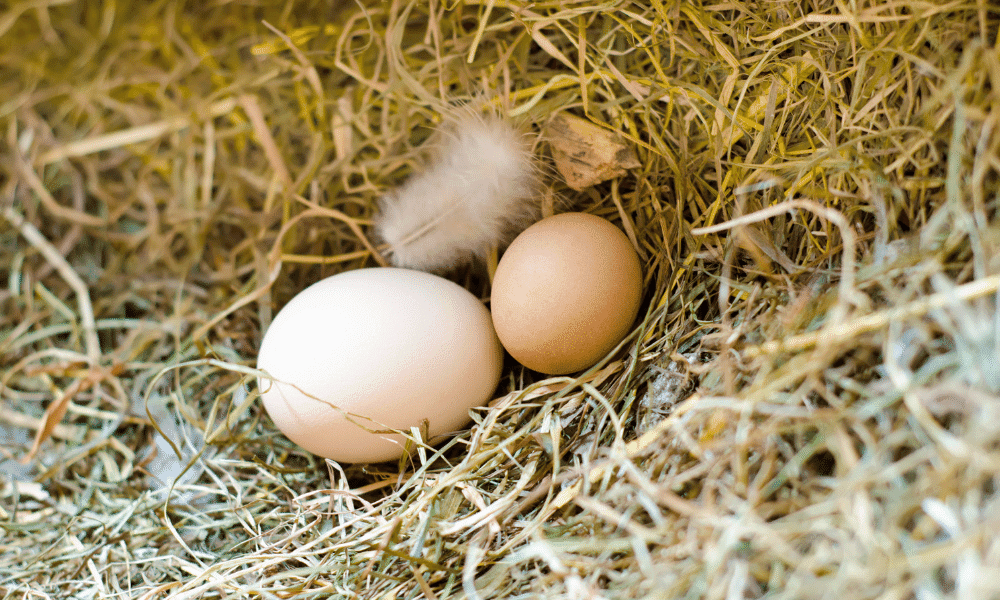 Why Are My Chickens Eggs Getting Smaller?