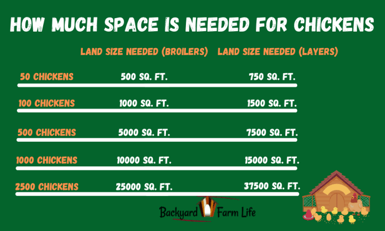 how-much-space-is-needed-for-chickens-50-2500-chickens