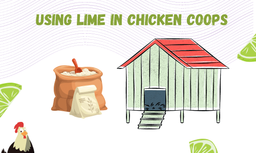 Start Using Garden Lime In Your Chicken Coop (Here’s Why)