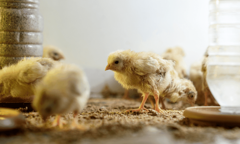 Can Baby Chicks Eat Banana From What Age Feeding Guide