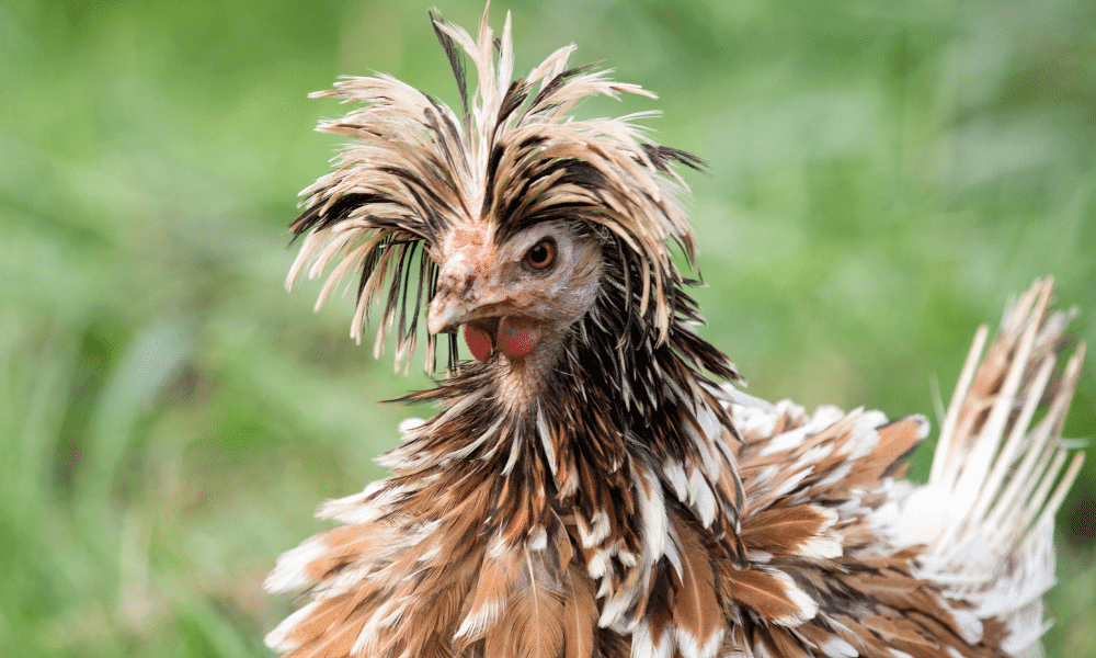 polish frizzle rooster