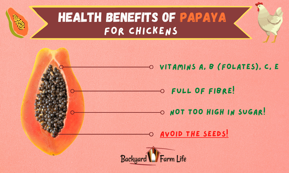 Can Chicken Eat Papaya Seeds? (Read This First!)