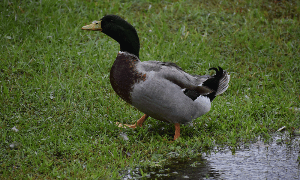 Mallard Enjoying The Rain Do Ducks Like Rain? (& When To Get Them Out Of It!)