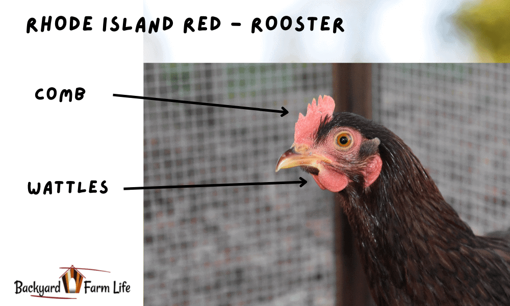 road island red rooster vs hen