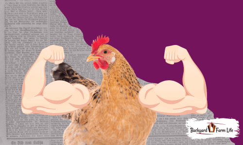 How Much Protein Do Chickens Need?
