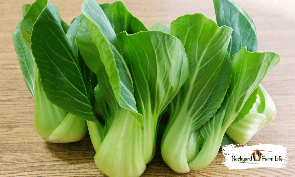 feeding chickens bok choy