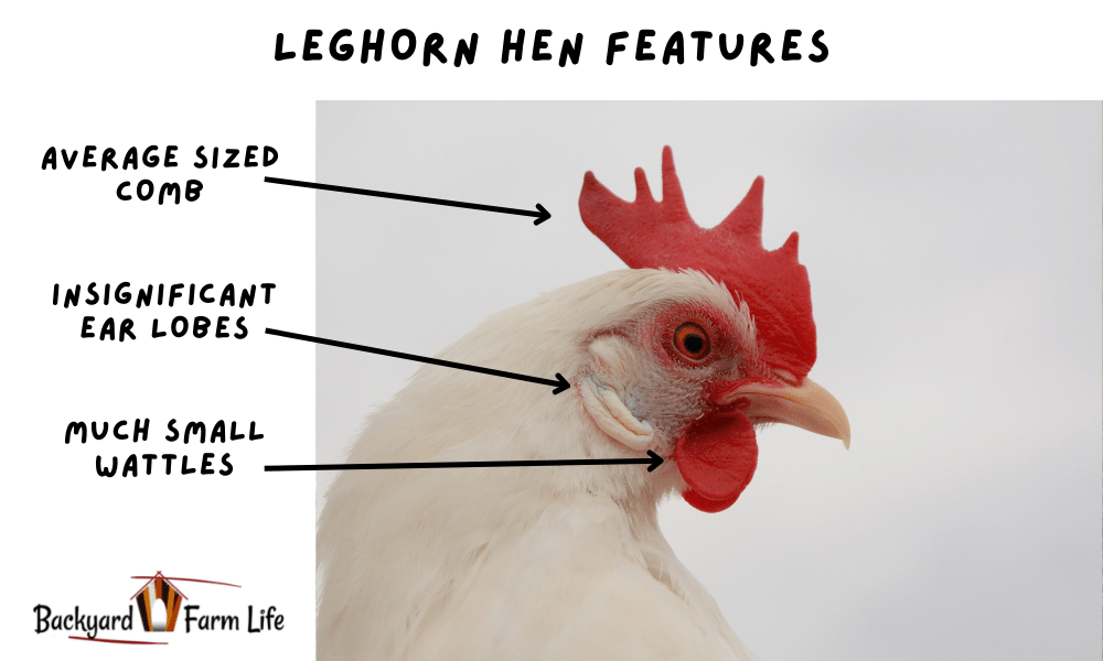 Differences Of A Leghorn Rooster And Hen At All Ages