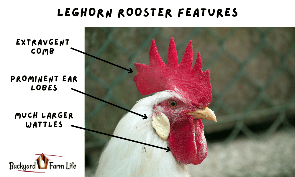 White Leghorn Rooster Vs Hen