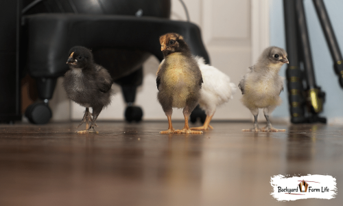Can You Potty Train A Chicken? (From Litter Boxes To Diapers)