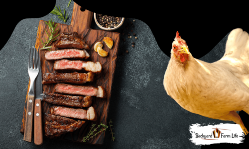 Can Chickens Eat Steak (Benefits + What To Be Aware Of)