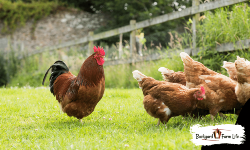 Is Lawn Fertilizer Safe For Chickens? (What You Need To Know!)
